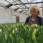 Store and tours of the Tulip Hatchery