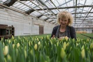 Shop and guided tours of the Tulip Hatchery