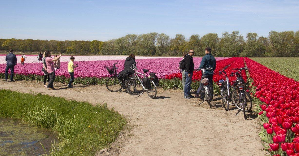 Cycle route: Tour of the bulb fields near Egmond
