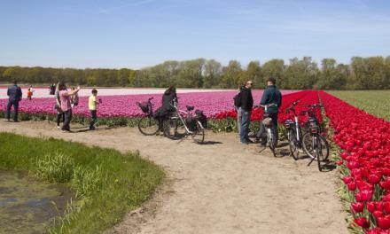 Cycle route: Tour of the bulb fields near Egmond