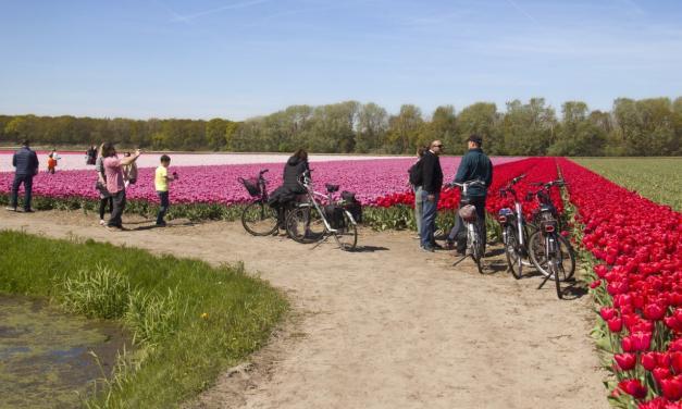 Fahrradroute: Rund um die Zwiebelfelder bei Egmond